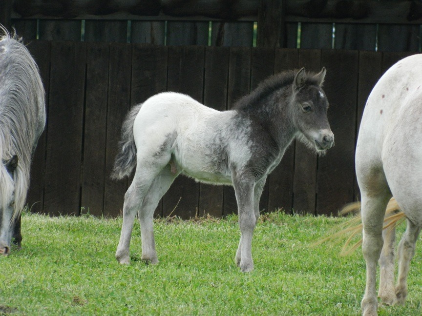 Falabella Appaloosa Colt